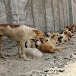 2هزار سگ‌گزیدگی و چهار فوتی ناشی از هاری در کرمان