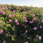 برداشت ۱۲۶ تن گل محمدی از شهربابک